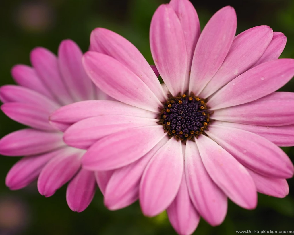 Pink Flower Wallpapers
