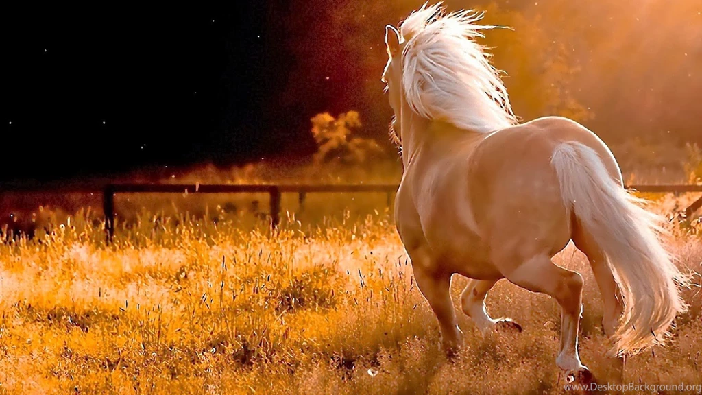 Best Horse HD Wallpapers,
