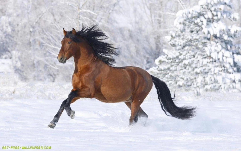 Horse Wallpapers Download