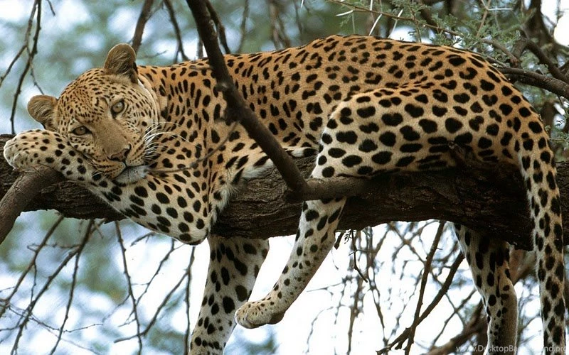 Wild Cats" Wallpapers Collection For Your Desktop   GizmoCrazed