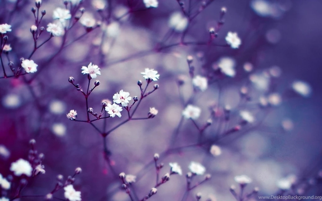 Download Macbook Nature Wallpapers Wide
