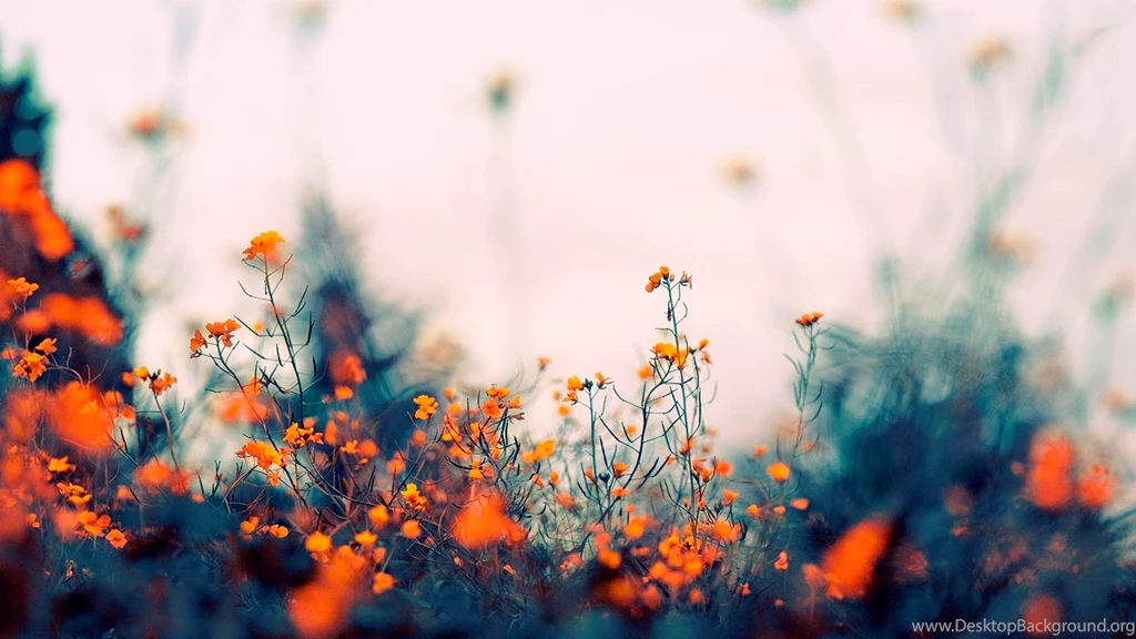Apple Mac Wallpapers Hd Nature View