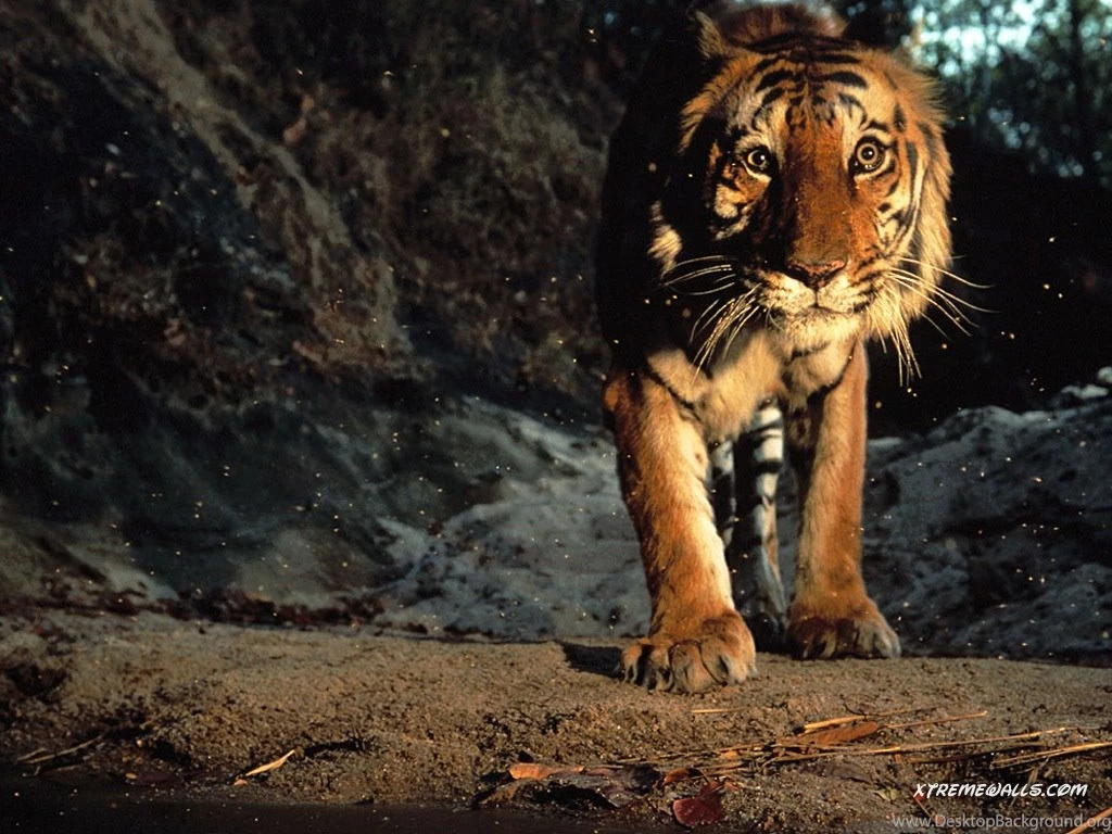 Animals   Wildcats 1024x768 High Resolution Wallpapers