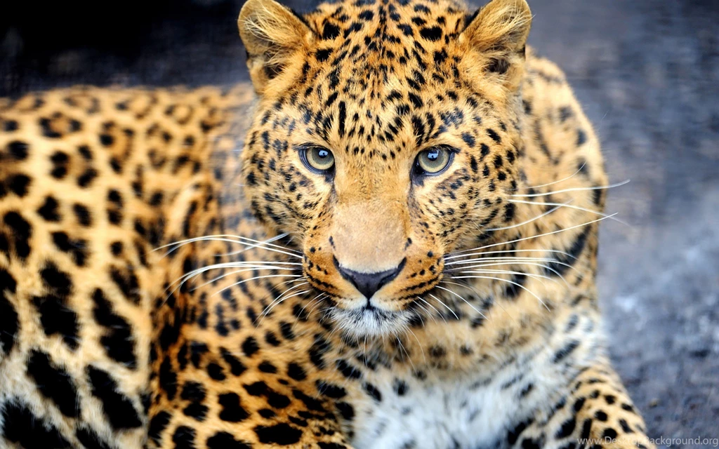 Cats: Wild Cat Animal Animals Cats Background Images For HD 16:9 ...