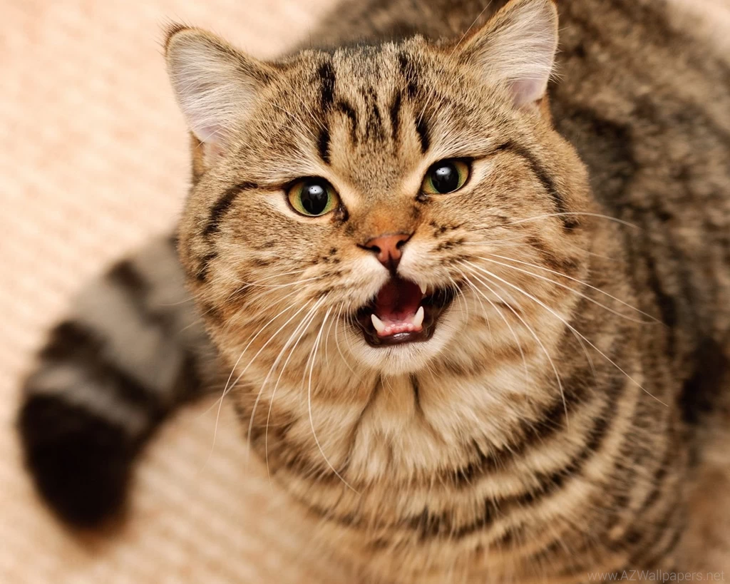 6 Wild Cats Desktop Wallpapers Download Wild Cats Wallpapers In Hd ...