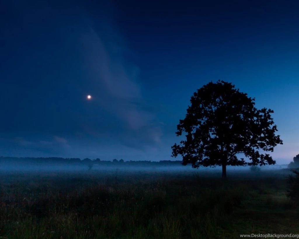 SuperHD.pics: Silent Night Mist Sky Nature Alone Tree Dark Desktop ...