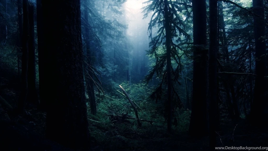 Silent Night In The Forest, Tree, Nature, 1920x1080 HD Wallpapers ...