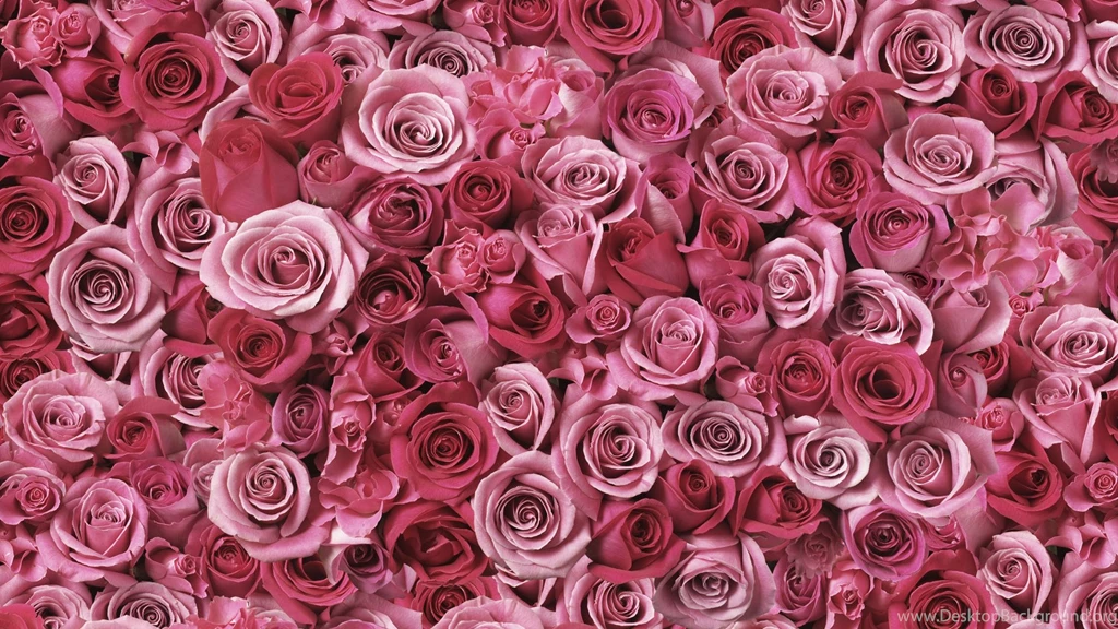 Wallpaper, Flowers, Custom, Search, Flores (