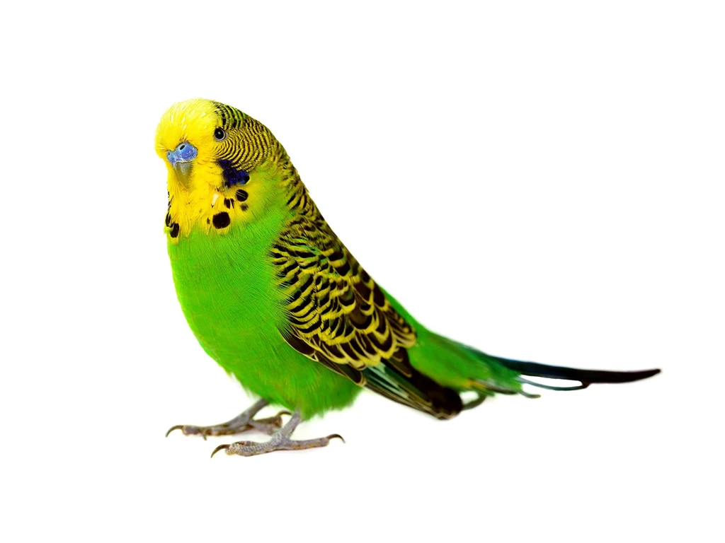Green Bird White Backgrounds
