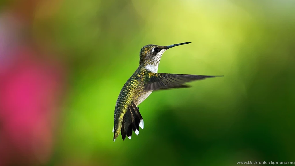 Download Wallpapers 3840x2160 Hummingbird, Bird, Background, Flight ...
