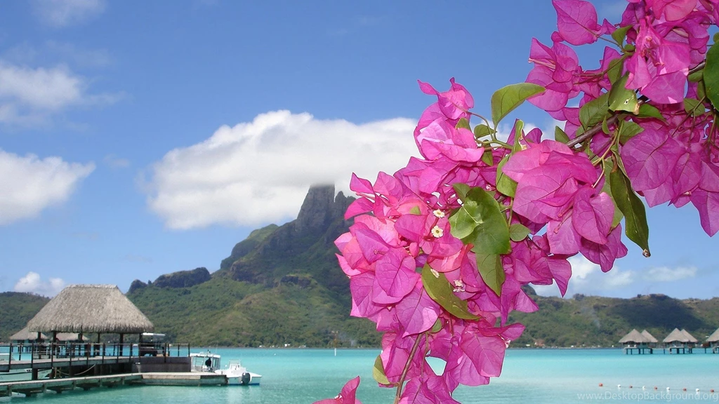Most Beautiful Flower Lovers Hd Wallpapers Flowers Flowers ...