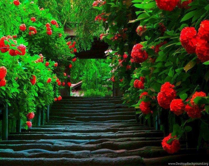 Flowers Wallpapers