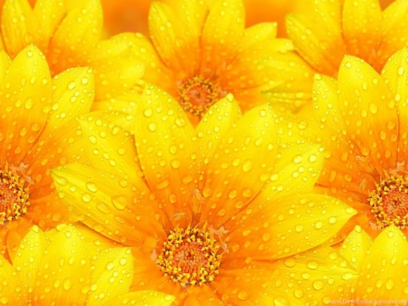 Flowers Wallpapers