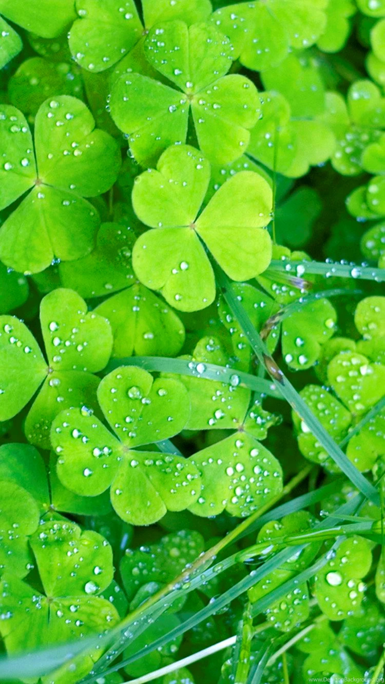 Irish Clovers iPhone 6 Wallpapers