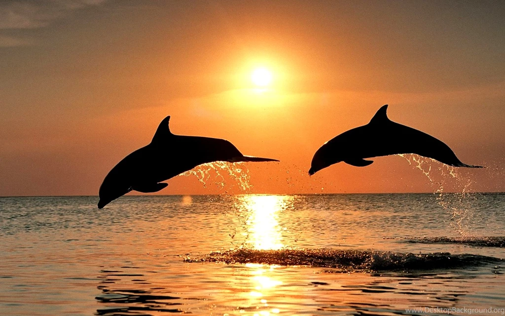 Sunset The Sunset Pics Hd Desktop Backgrounds 2015 – Fine HD ...