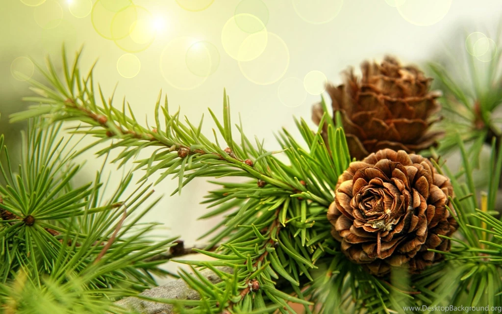 Forests Coniferous Trees In December Images