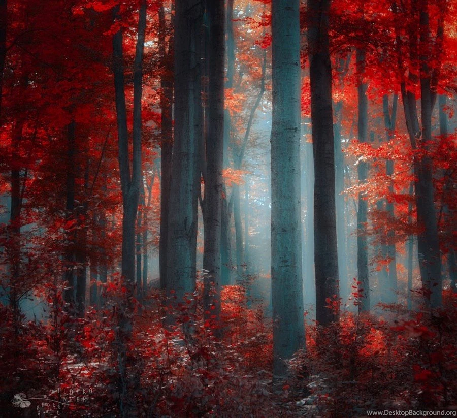Download Free Desktop Wallpapers: Beautiful Autumn In December ...