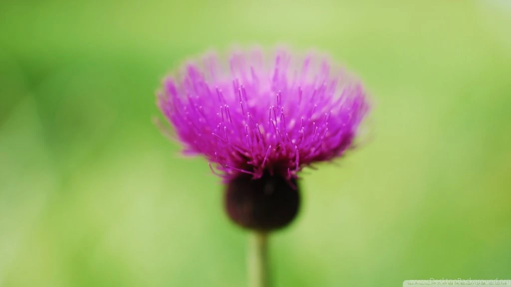 Thistle Flower HD Desktop Wallpapers : High Definition : Fullscreen ...