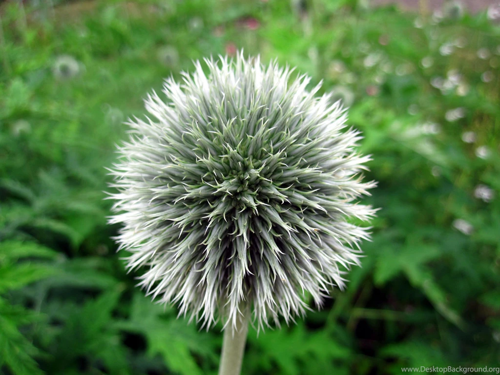 Thistle (