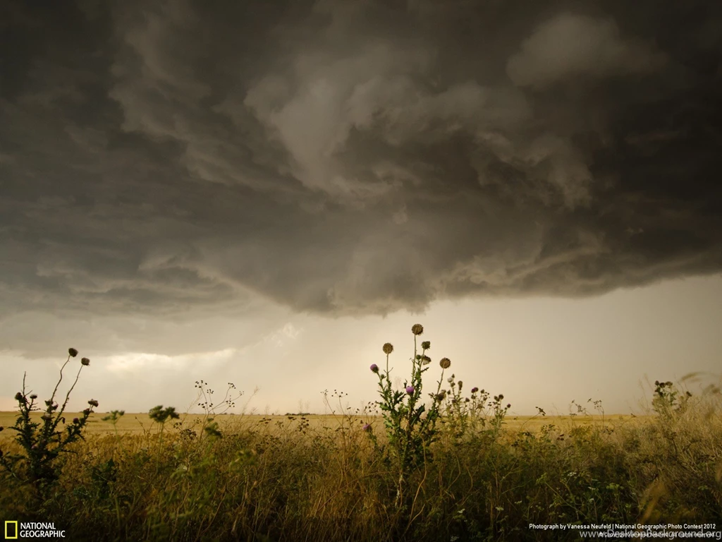 Nature Week 11 Wallpapers National Geographic Photo Contest ...