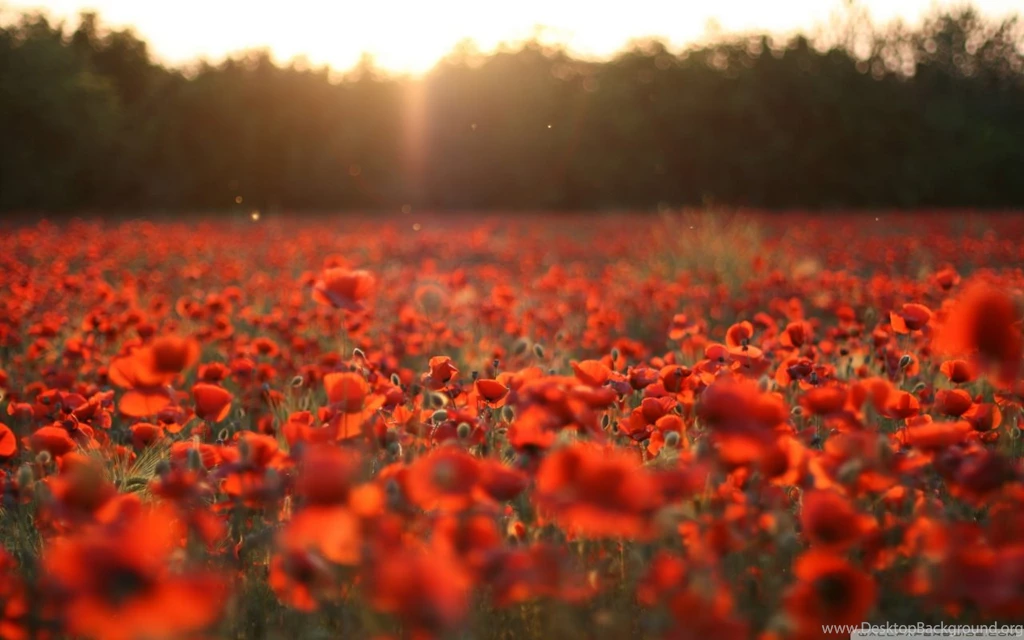 Poppies Meadow HD Desktop Wallpapers : Mobile : Dual Monitor
