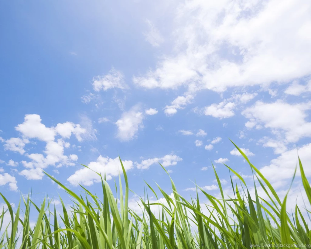 Summer Meadow Scenery   Green Meadow Wallpapers 1280x1024 NO.17 ...