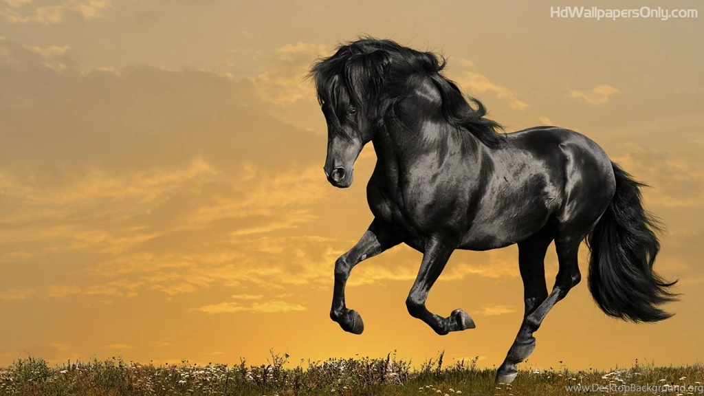 Beautiful Horse Wallpapers Beautiful Horse Wallpapers Hd