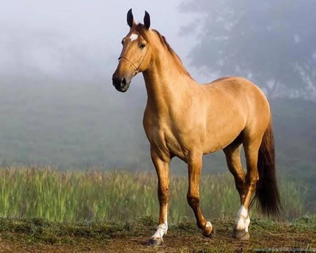 Beautiful Horse Wallpapers (