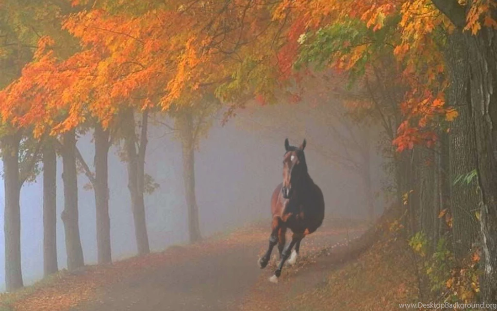 Beautiful Horse Horses Wallpapers (22410528) Fanpop