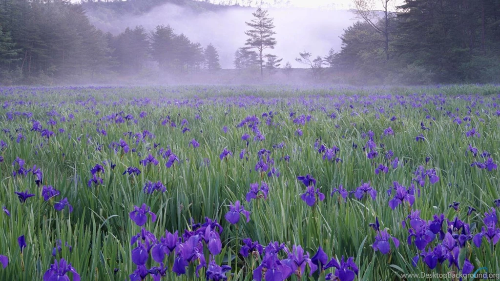 Download Wallpapers Iris Meadow In The Mist Near Hiroshima (1366 X ...