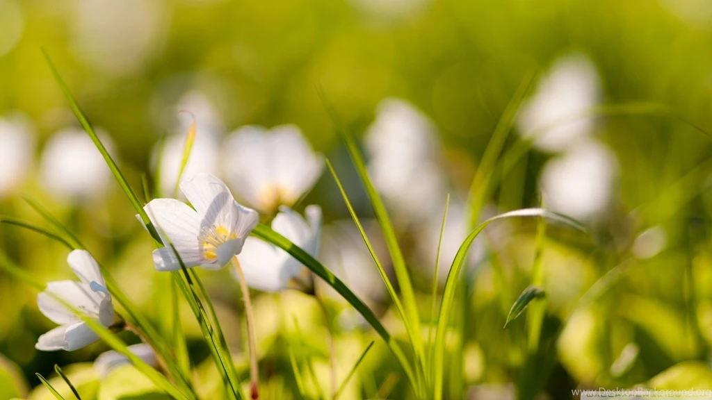 Download Meadow Skyscapes Wallpapers 1920x1080