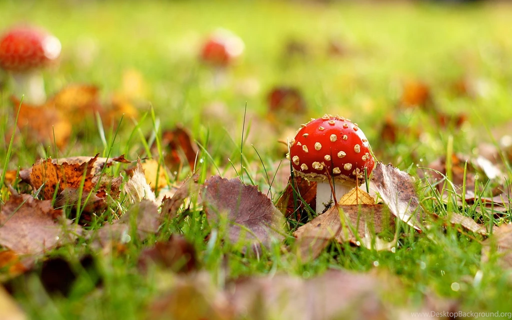 Amanita In The Meadow Wallpapers And Images   Wallpapers, Pictures ...