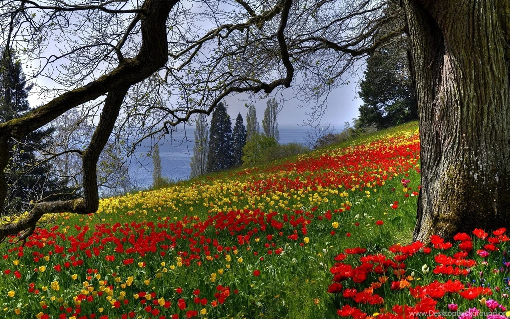 Free Flower Meadow Wallpapers