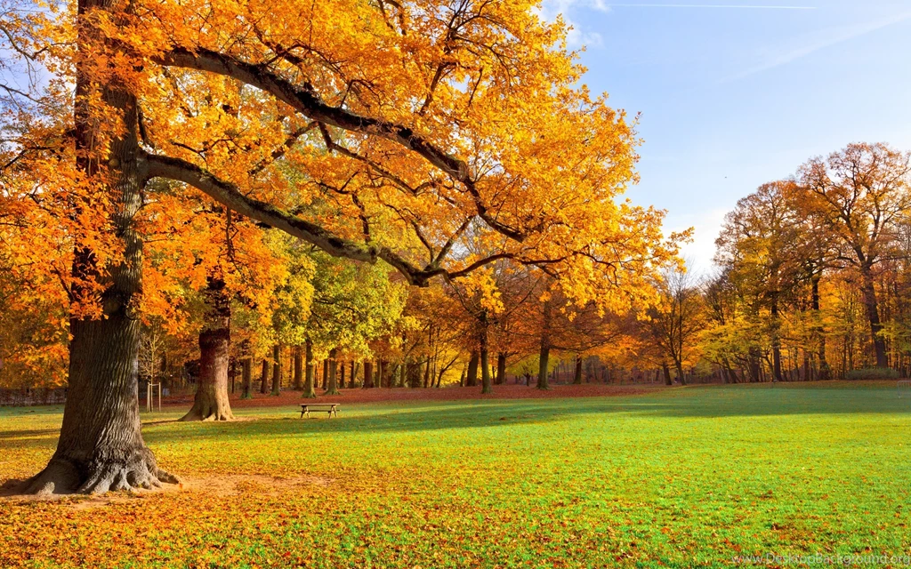 Trees Meadow Park Park Foliage Golden Autumn Wallpapers
