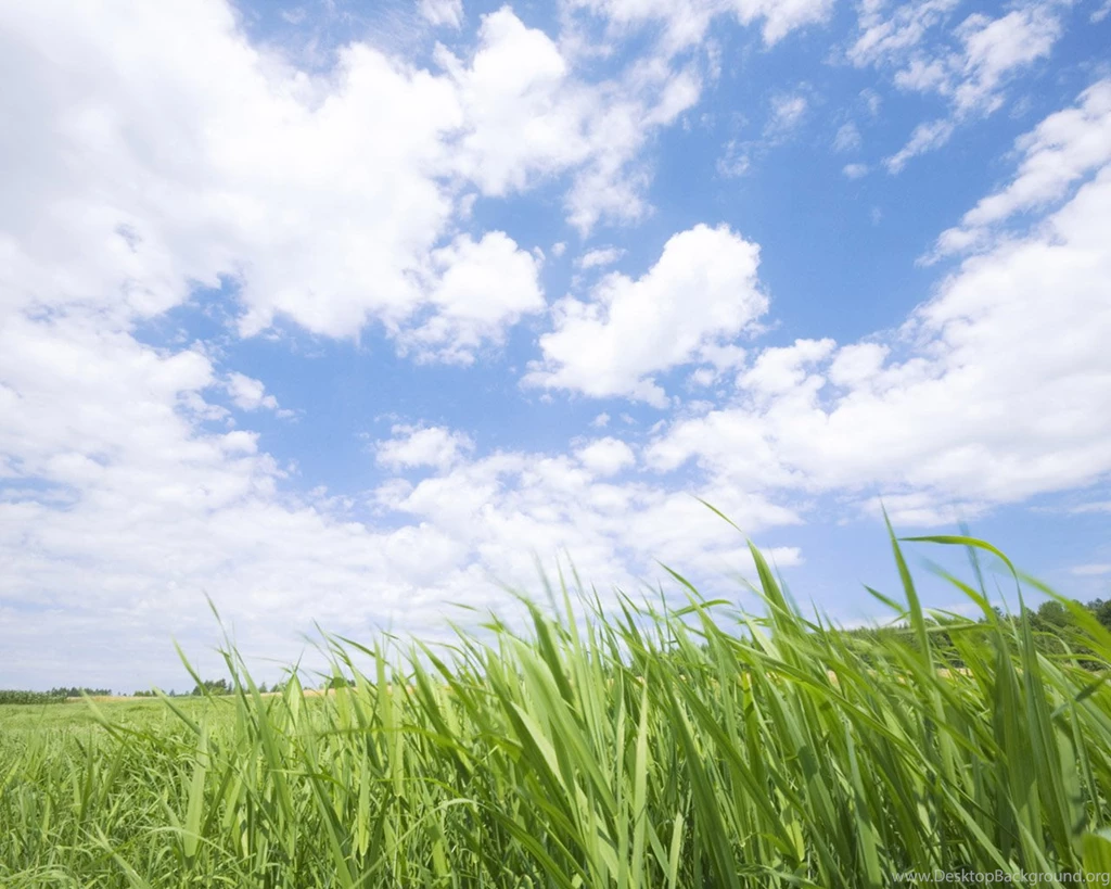 Summer Meadow Scenery Green Meadow Wallpapers 1280x1024 NO.7 ...