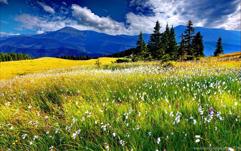 Spring Meadow Wallpapers