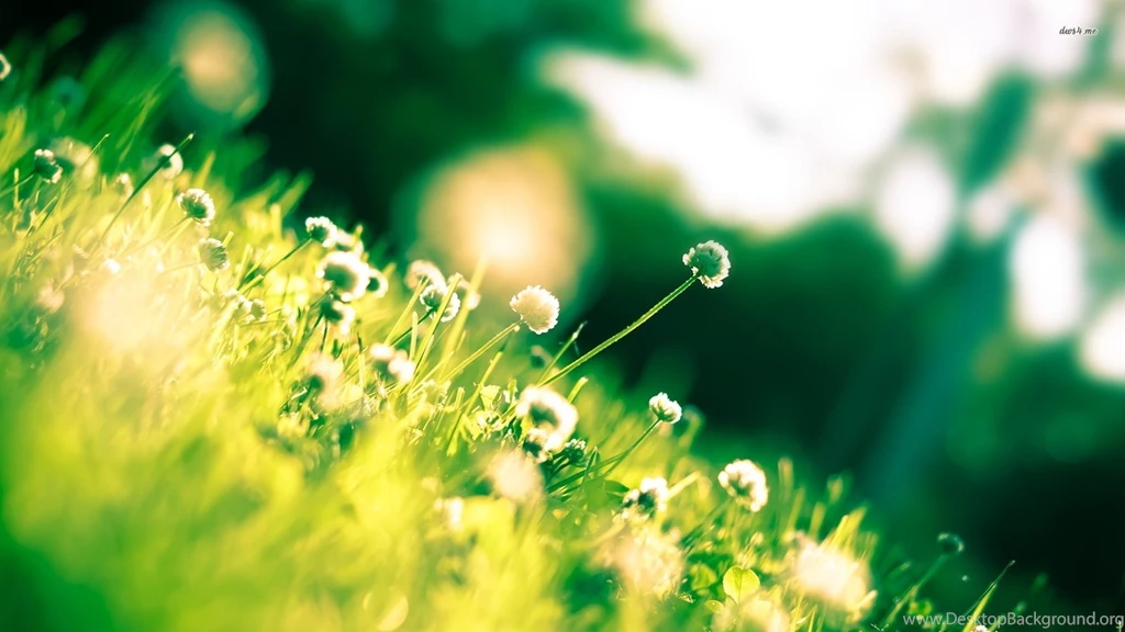 Wallpapers Photography