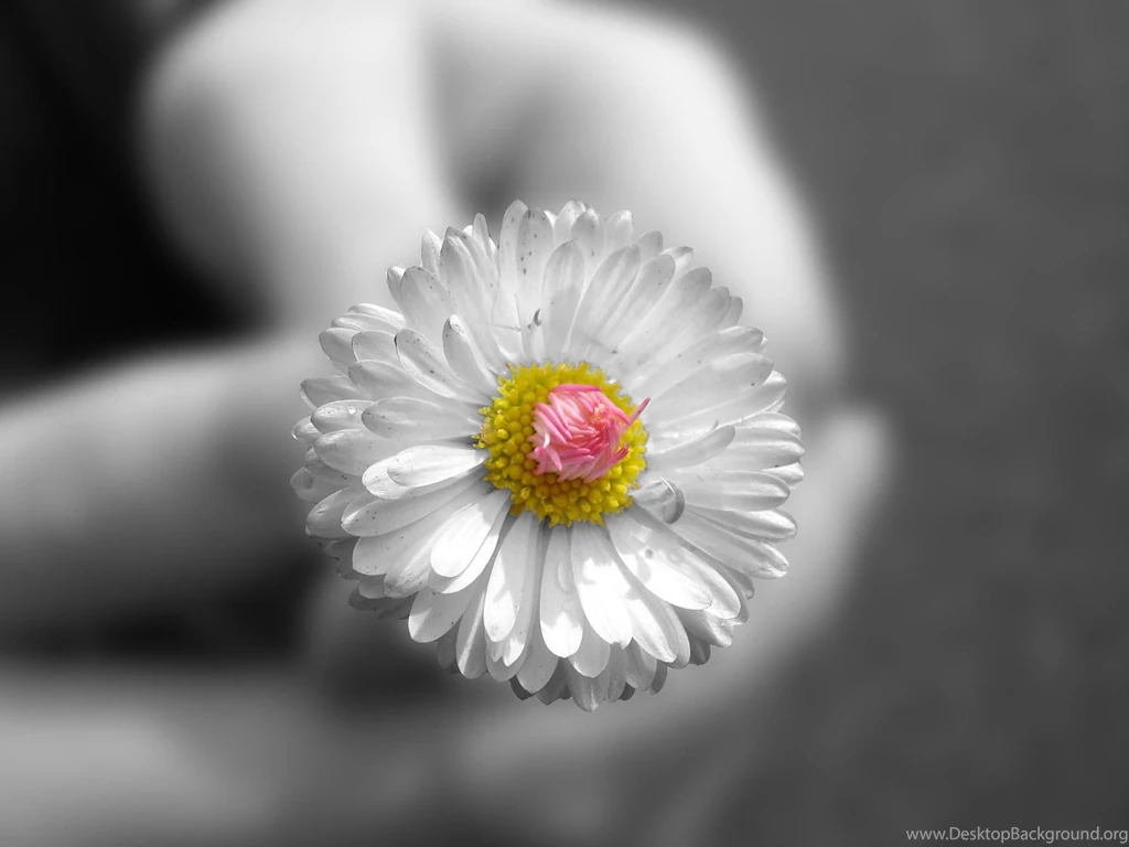 Desktop Wallpapers · Gallery · Nature · Summer Flower