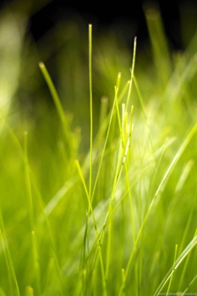 Wallpapers Iphone 4 Apple 640 X 960 Awesome Hi Quality