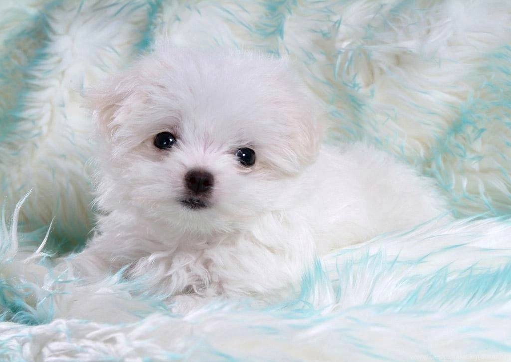 Nice Bichon Frisé Puppy Photo And Wallpaper. Beautiful Nice Bichon ...