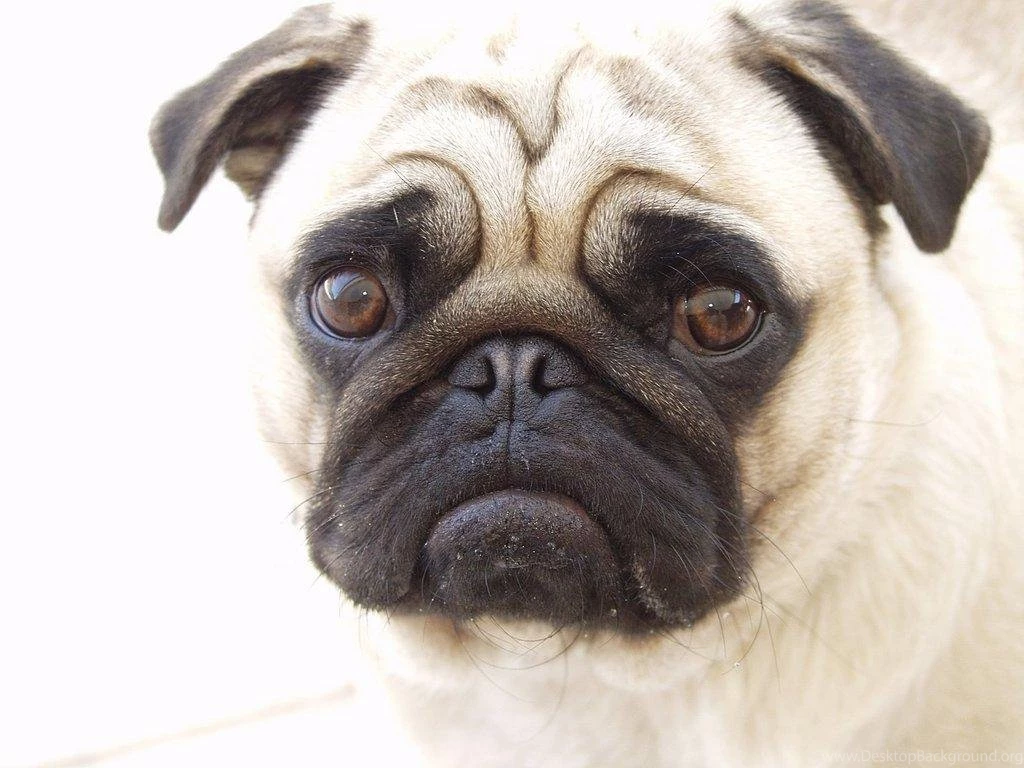 Pug Dog Wallpapers Android Apps On Google Play