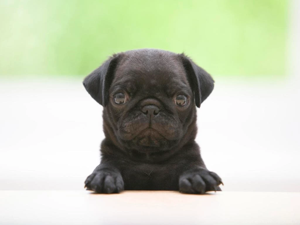 Wallpapers Pug Free Black The 1024x768