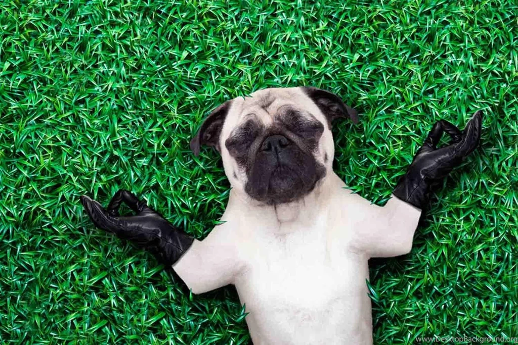 Pug Wallpapers Free Android Apps On Google Play