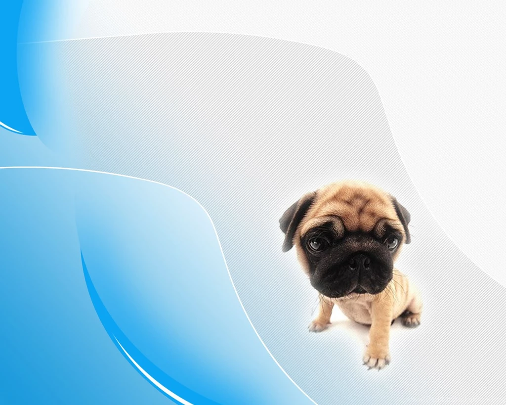 DeviantArt: More Like Pug Wallpapers By Zanyjim