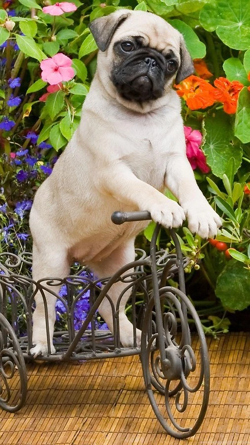 Pug Wallpapers Android Apps And Tests AndroidPIT