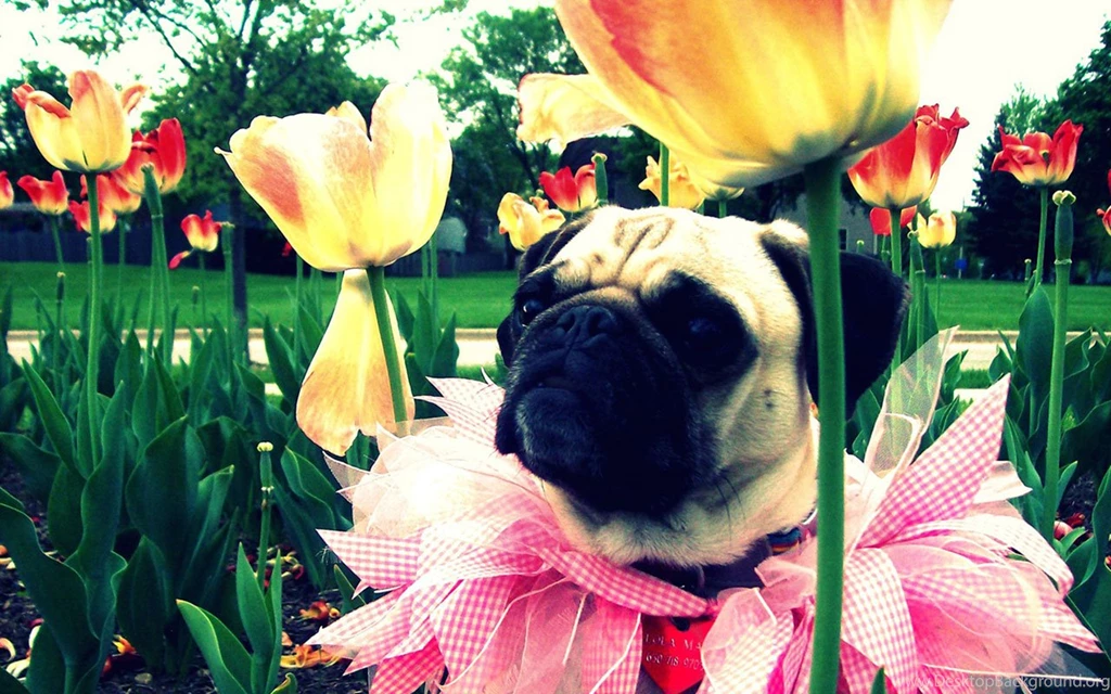 Pet Pug HD Desktop Wallpapers 7 - Animal Wallpapers Free ...