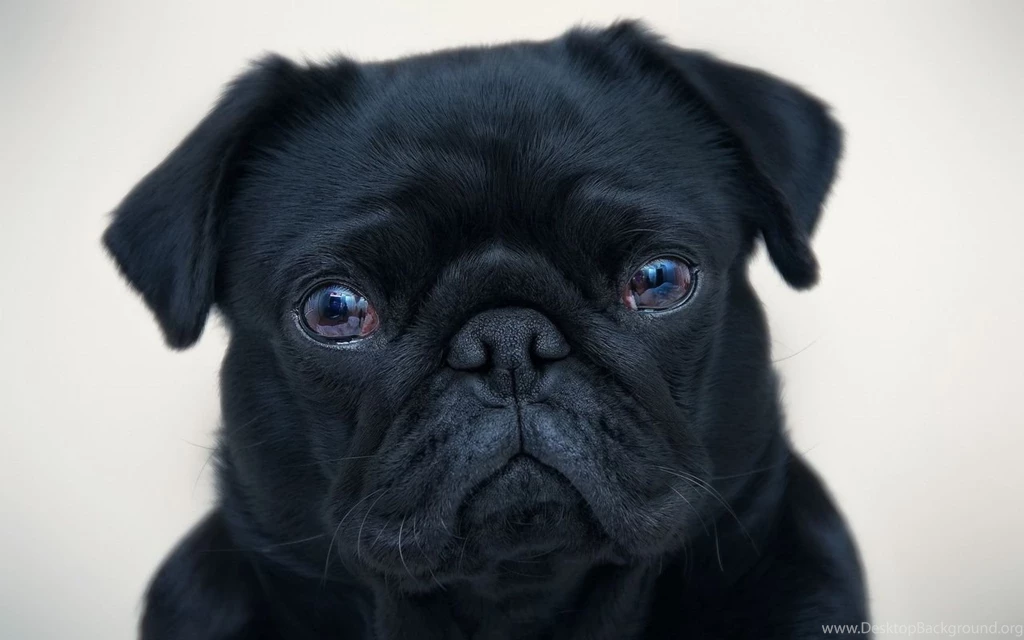 Pug Wallpapers For Walls 19 Free Wallpapers DogBreedsWallpapers.com