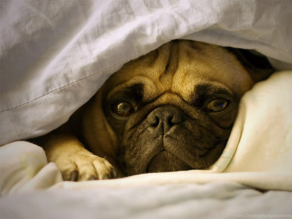 Pug Wallpapers Hd Wallapers, Pictures, Pics, Images, Photos