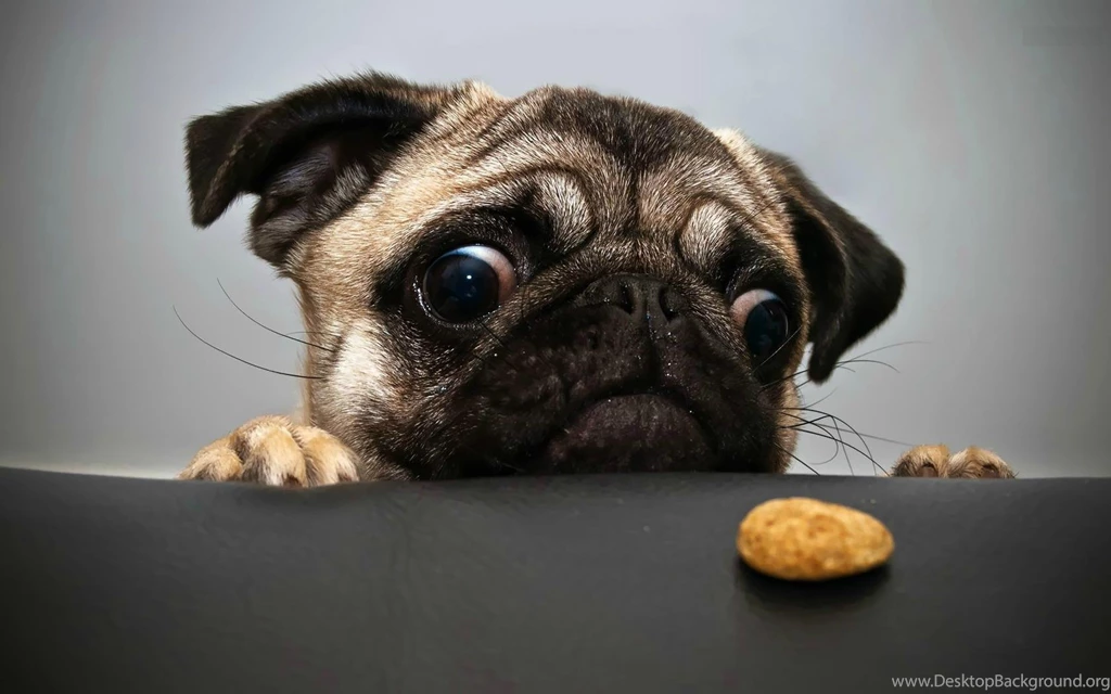 Pug Wallpapers HD 2016 . Best High Resolution Desktop Android And ...