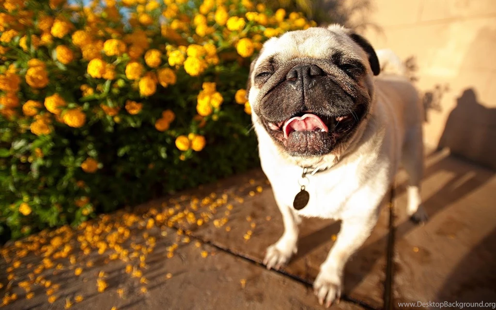 Pug Wallpapers Android Apps On Google Play